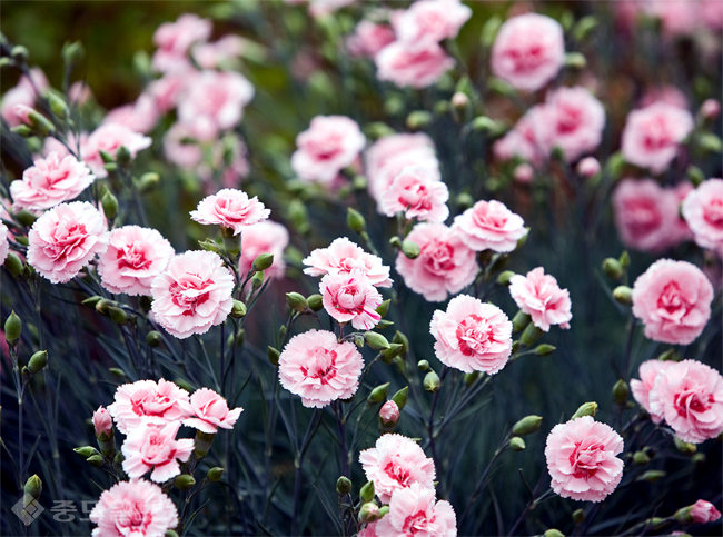 ▲ 사진=게티이미지뱅크