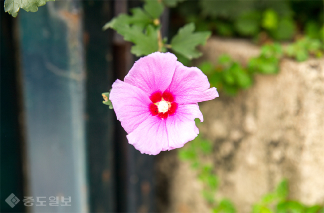 ▲ 사진=게티이미지뱅크