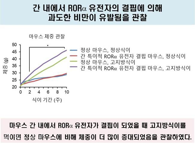 ▲ 간 내에서 알오알알파 유전자의 결핌에 의해 과도한 비만이 유발되는 것을 관찰한 모습.<br />