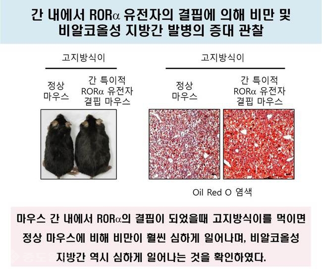 ▲ 간 내에서 알오알알파 유전자의 결핌에 의해 비민과 비알콜성 지방간 발병의 증대를 관찰한 모습.