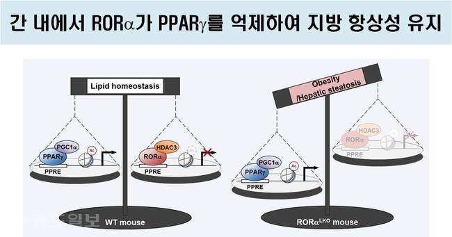 ▲ 간 내에서 알오알알파라 피피에이알감마를 억제해 지방 항상성을 유지시킨다.