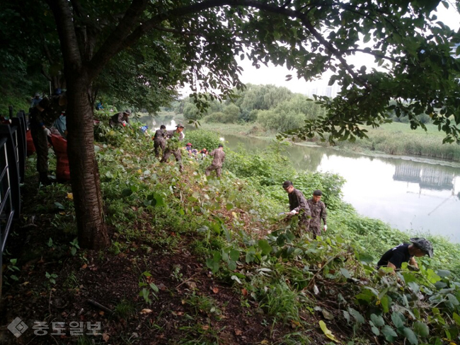 ▲ 생태계 교란식물 제거작업 모습/사진=화성시