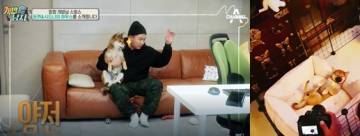 스윙스 시바견 2-horz