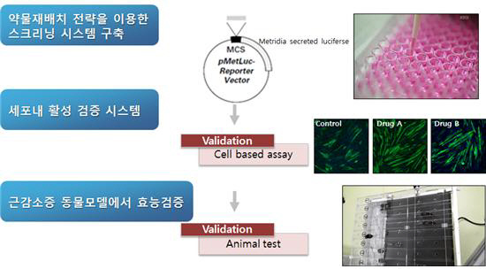 근육분화 촉진 후보물질 발굴과정