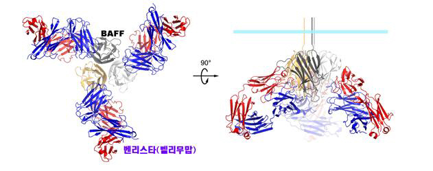 BAFF와 벤리스타의 결합 구조