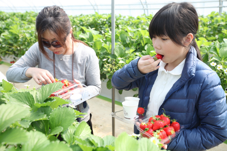 사본 -홍콩 관광객 해나루딸기 수확체험