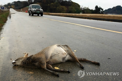 로드킬 사고