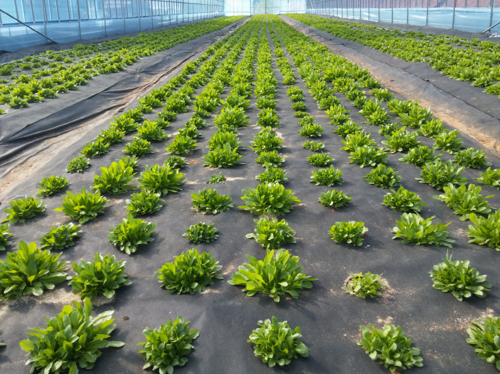 사본 -지역특화사업 석문면 민들레