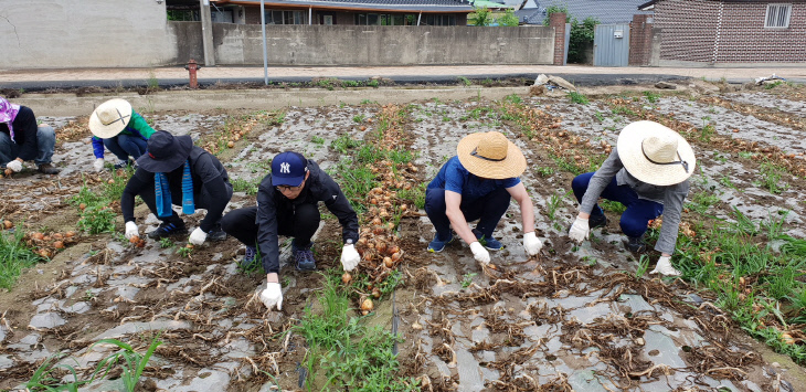 장흥기획감사실 일손돕기 (3)