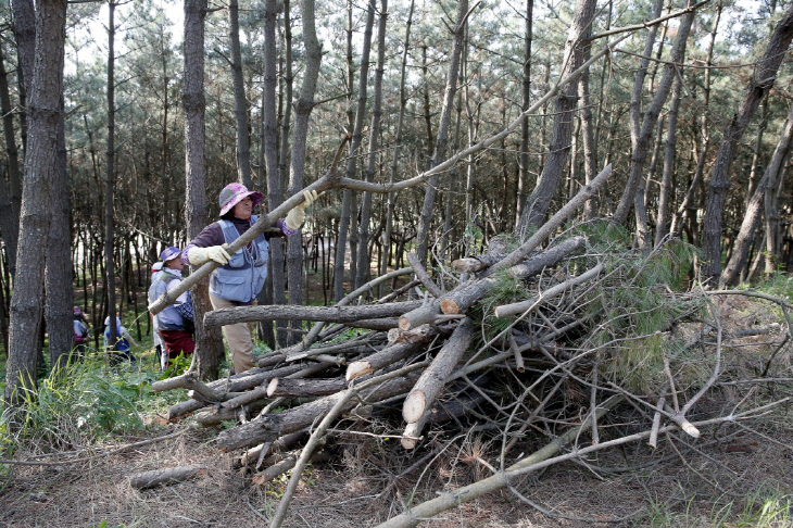 소나무 재선충병 회복 1