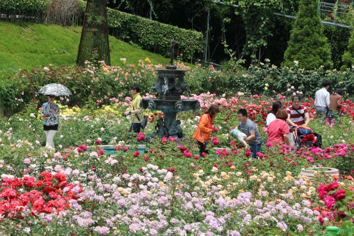 베어트리파크 장미원 (2)