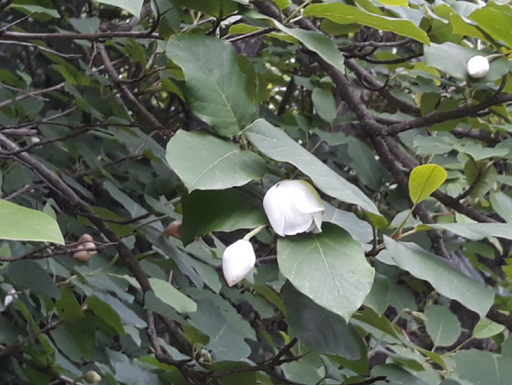 KakaoTalk_20180704_170709083