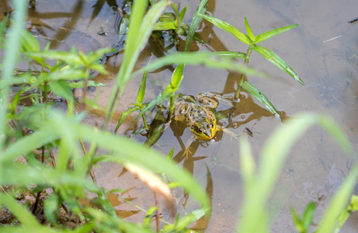 사본 -당산생태공원에 방사된 금개구리 (1)
