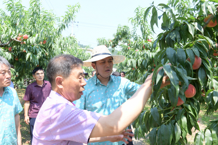 이희진 영덕군수, 폭염대비 농업현장 방문(복숭아농장)