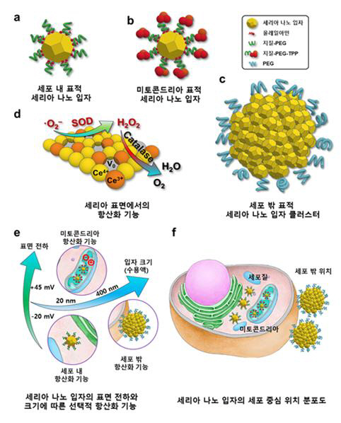 세포 내, 외 및 미토콘드리아 표적 세리아 나노입자