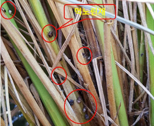 크기변환_영광먹노린재1