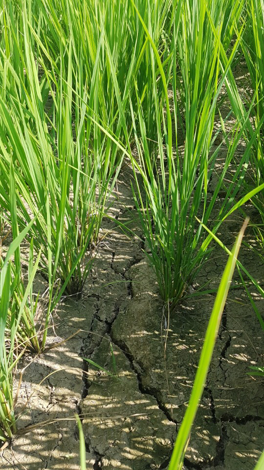 10일(폭염 속 농작물 1)