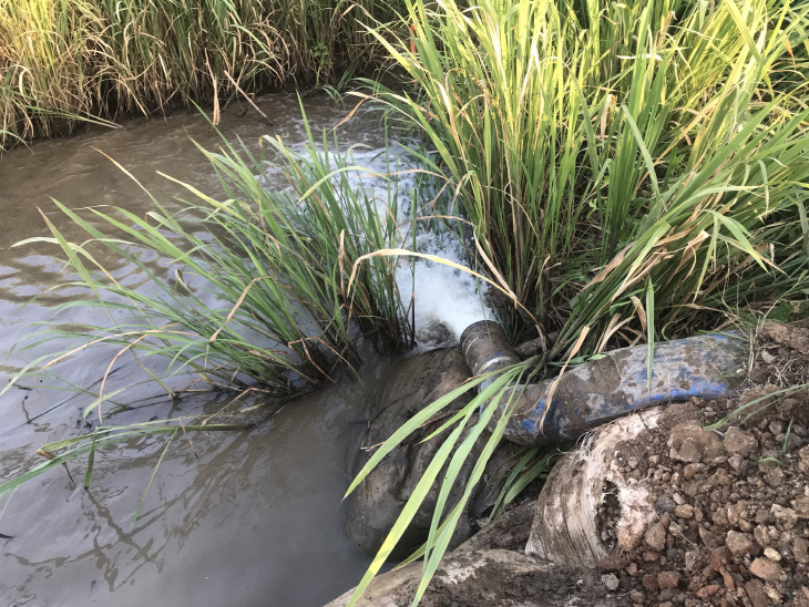 영암삼포천에 설치한 신흥간이양수장에서 물을 끌어와 신흥돌