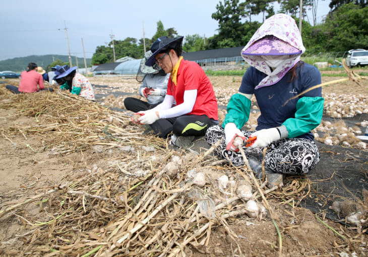 01.공무원농촌일손돕기 (1)