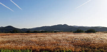 부여군 군수지구 물억새 생태공원 장면
