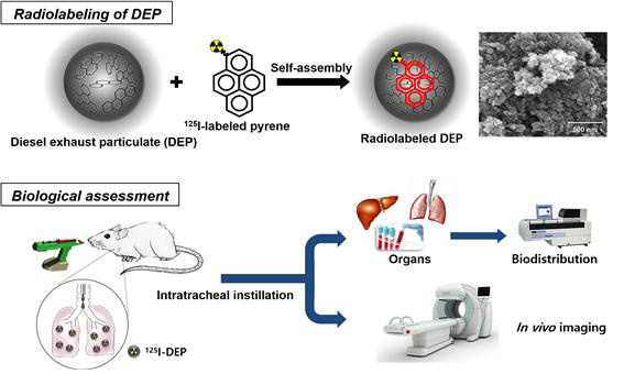 미세먼지 표준물질의 체내 영상화 연구 과정