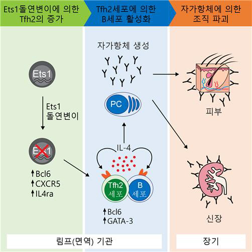 그림출처 이뮤니티