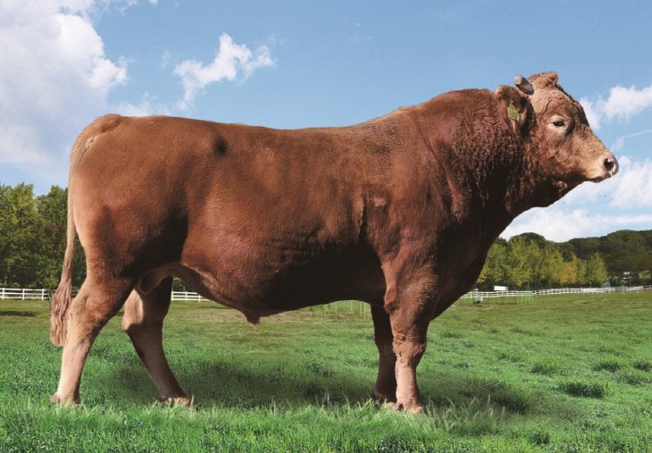 올해 보증씨수소에 선발된 영주 덕풍농장