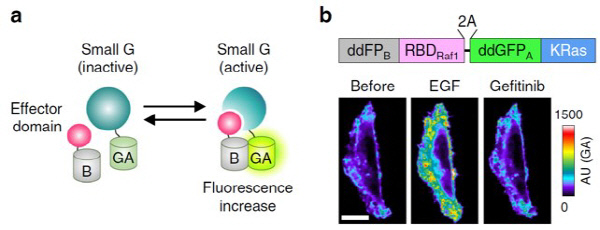 그림1. small GTPase 바이오센서 개발