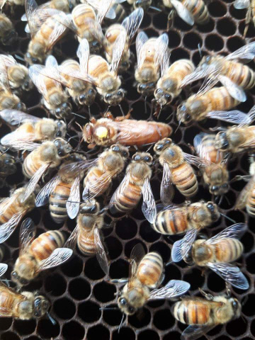 대전시 보건환경연구원, 꿀벌 전염병 예방 총력_꿀벌사진