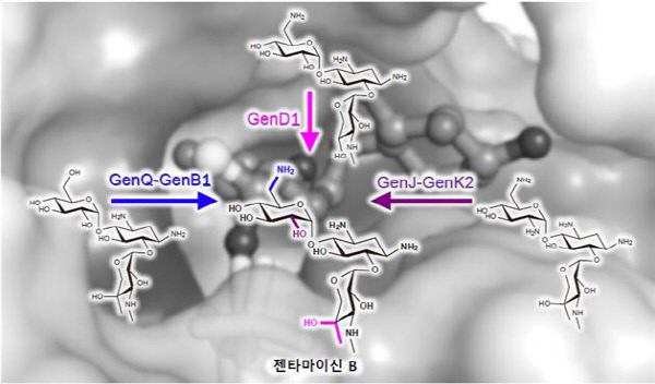 (그림1) 젠타마이신 B의 생합성 과정