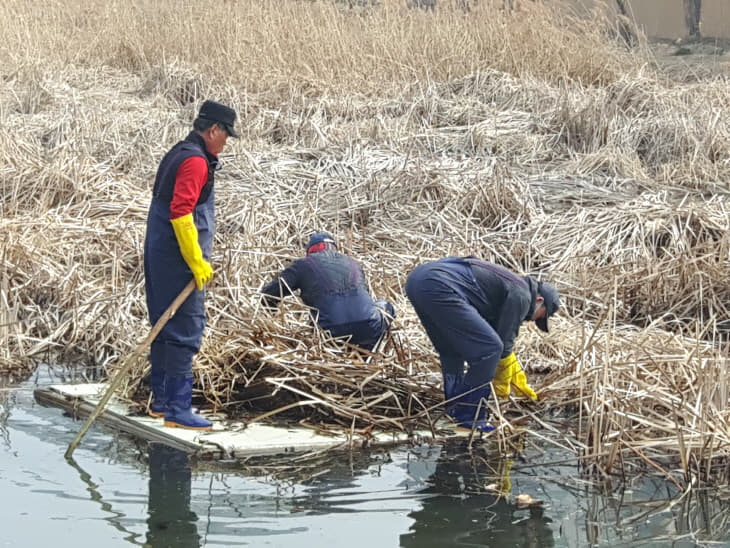 190306 호암지 수생생태 환경정비1