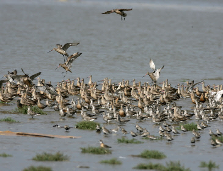 크기변환_신안 큰뒷부리도요와 붉은어깨도요 사본