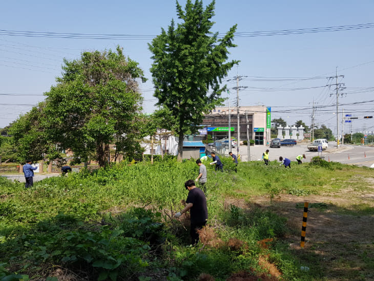 신암면 소재지 도로변 칡넝쿨 및 가시박 제거 활동사진