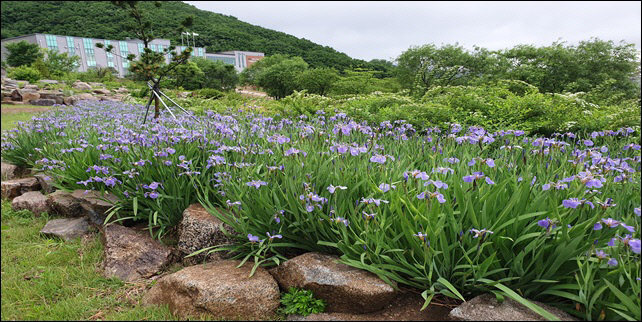 부채붓꽃