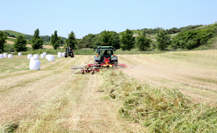 월동 사료작물 수확 연시회 (2)