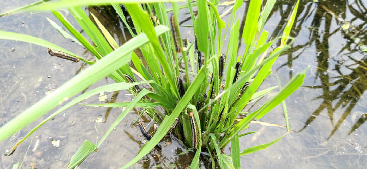 사본 -멸강나방 애벌레 (1)