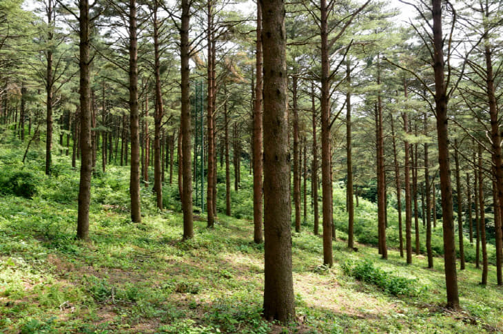 사진1 .삼봉산 금강소나무 숲