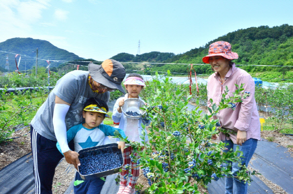 순창 0802 - 블루베리 분양농장 수확  DSC_4997