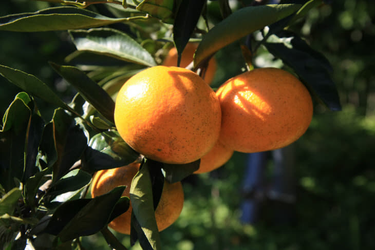 완도자연그대로 감귤