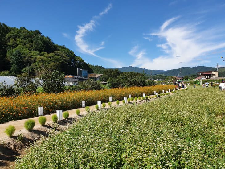 효석문화제