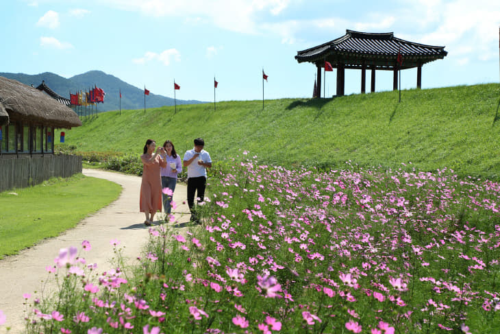(서산)0917 서산해미읍성 코스모스 활짝 1