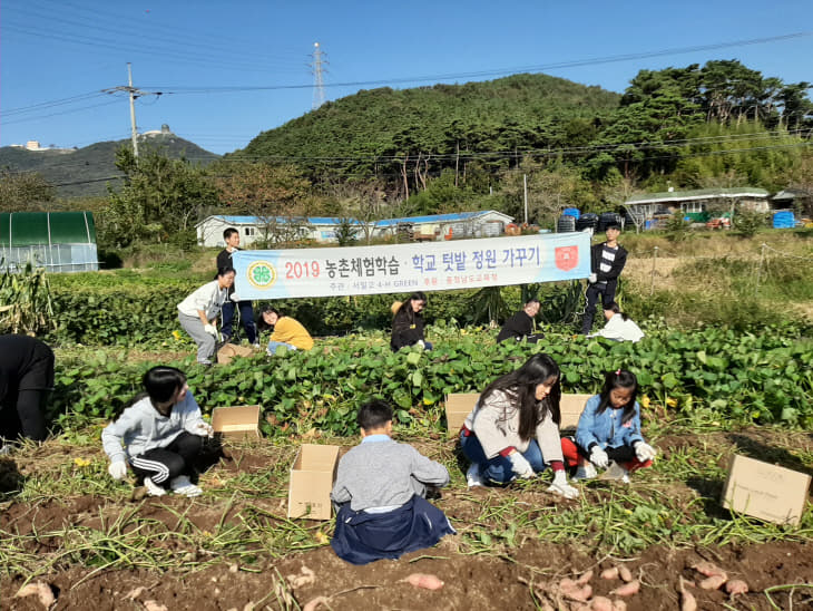 고구마캐기