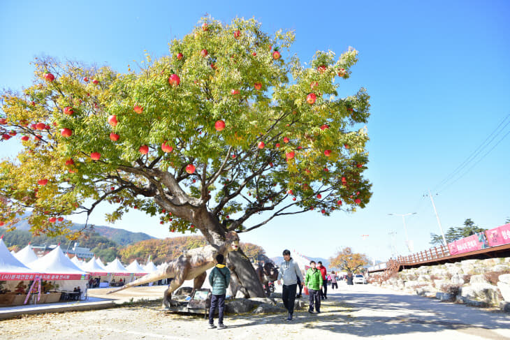 2018 청송사과축제-세계에서 제일 큰 사과나무