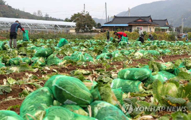 가을배추