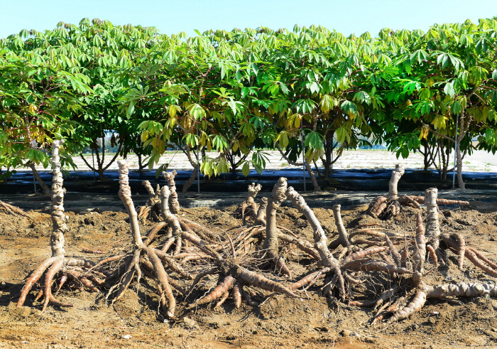 카사바(아열대작물)의 덩이뿌리(앞쪽)와 지상부 모습