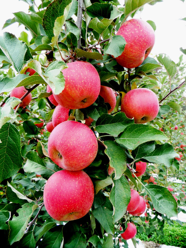 SAMSUNG CAMERA PICTURES