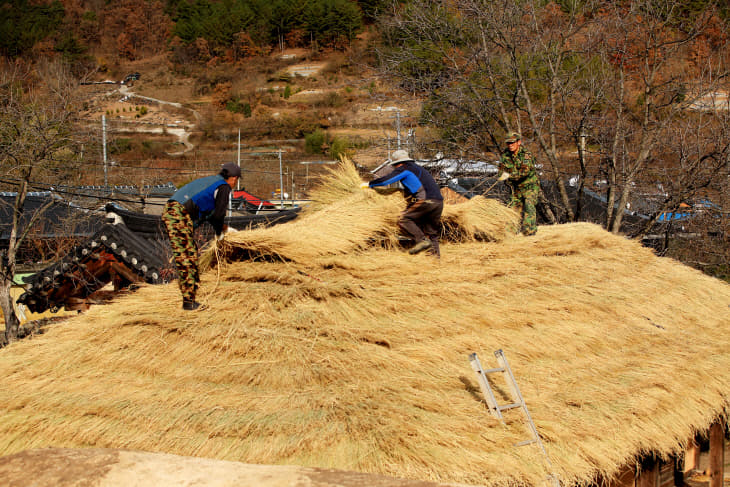 2019-12-02 의령군, 전통가옥 초가지붕 이엉 잇기 한창2