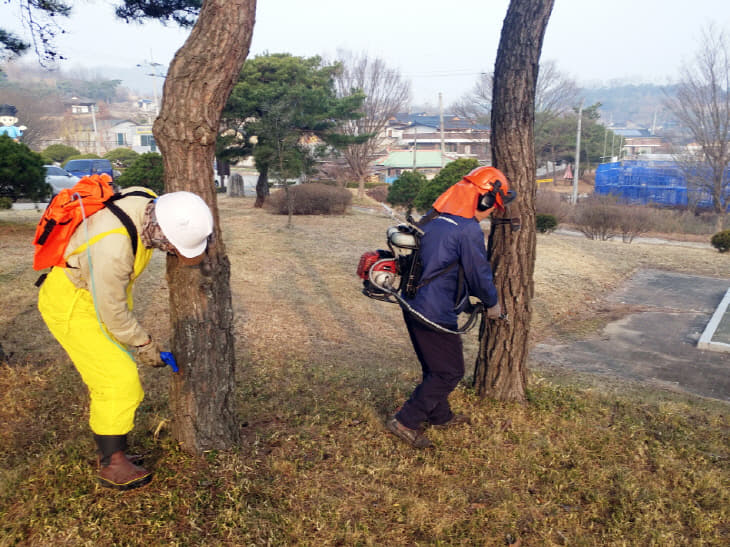 2-1203_안동시_소나무재선충병_예방나무주사_실시