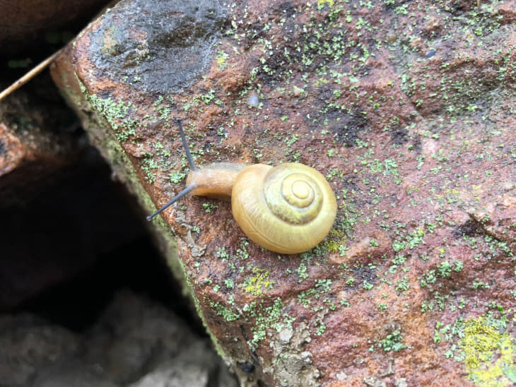 국립생태원이 홍도 인근에서 확인한 멸종위기종 참달팽이