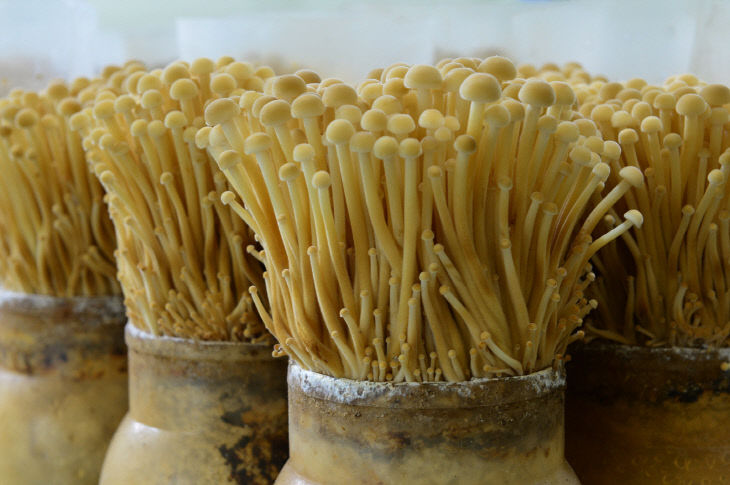 충북농기원 육성 갈색 팽이버섯 '여름향1호'